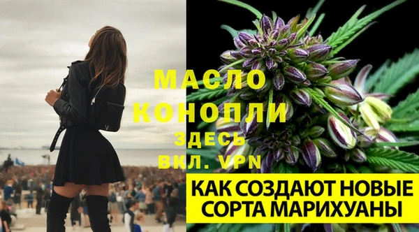 индика Белоозёрский
